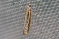 Agriphila tristella