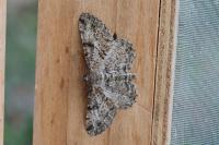 Peribatodes rhomboidaria
