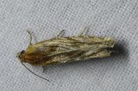 Eucosma