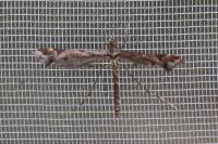 Amblyptilia acanthadactyla