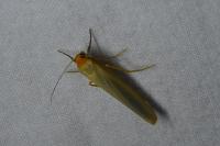 Manulea complana