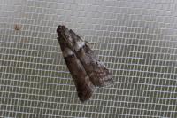 Acrobasis consociella