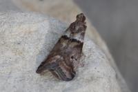 Acrobasis consociella