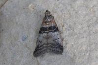 Sciota rhenella