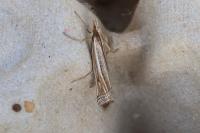 Ancylolomia tentaculella