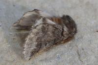 Thaumetopoea pityocampa