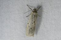 Pelosia muscerda