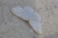 Cabera exanthemata