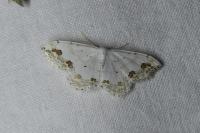 Scopula ornata