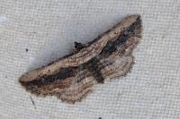 Horisme vitalbata