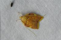 Carcina quercana