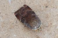 Noctua janthe/janthina