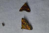 Pyrausta aurata