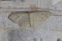 Idaea straminata