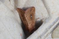 Mythimna albipuncta
