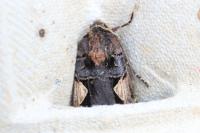 Xestia c-nigrum