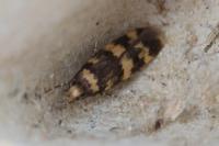 Oegoconia caradjai