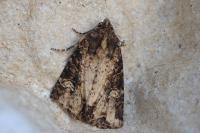 Mesapamea secalella/secalis
