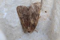 Oligia