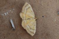 Camptogramma bilineata