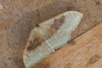 Idaea degeneraria