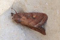 Lacanobia oleracea