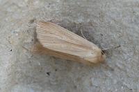 Mythimna pallens