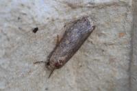 Spodoptera exigua