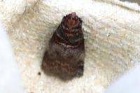 Acrobasis advenella