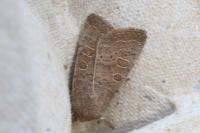 Hoplodrina ambigua