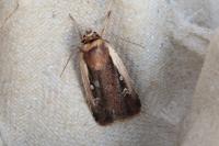 Ochropleura plecta