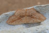 Scopula imitaria