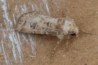 Agrotis bigramma