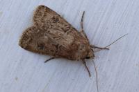 Agrotis bigramma