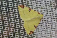 Opisthograptis luteolata