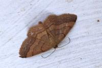 Scopula rubiginata