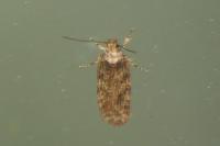 Depressaria daucella