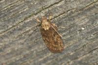 Depressaria daucella