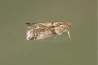 Acrobasis consociella