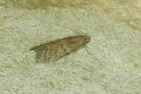 Ephestia