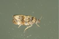 Endothenia