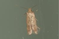 Bryotropha terrella