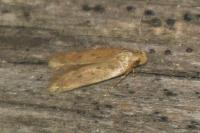 Bryotropha terrella