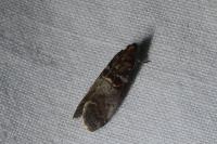Acrobasis advenella