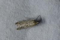 Phycitodes