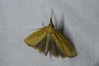 Ancylolomia tentaculella