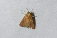 Mythimna albipuncta