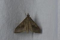 Mecyna asinalis