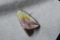 Eublemma purpurina