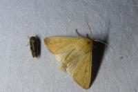 Mythimna vitellina